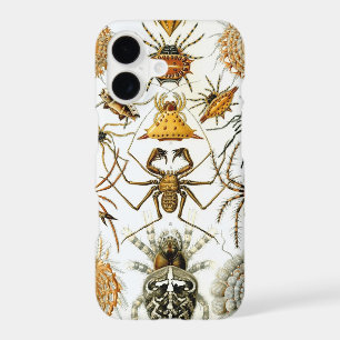 Araignées vintage Haeckel
