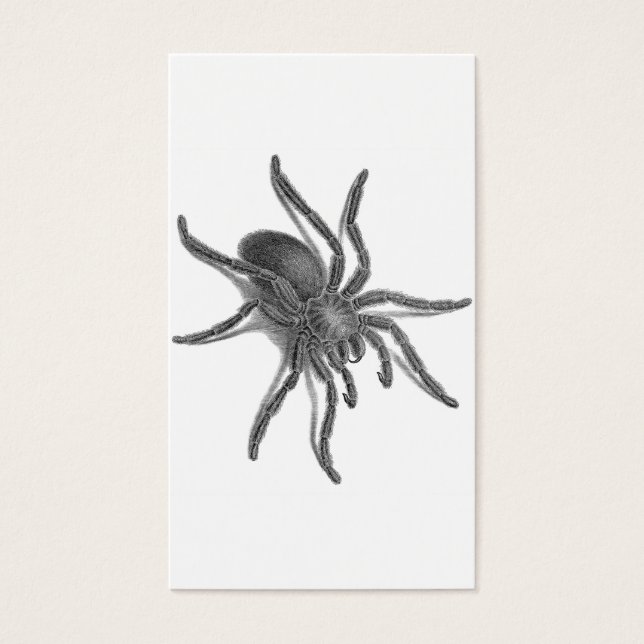 Aranea Avicularia, Black Cuban Spider (Front)