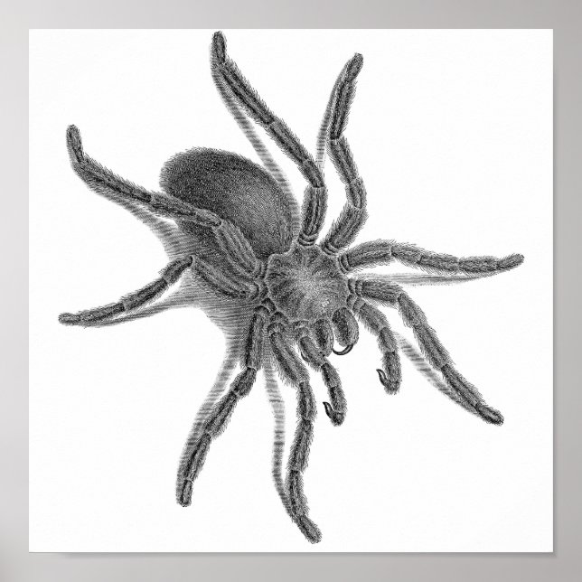 Aranea Avicularia, Black Cuban Spider Poster (Front)
