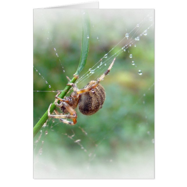 Araneus - araignée de tisserand de globe (Devant)