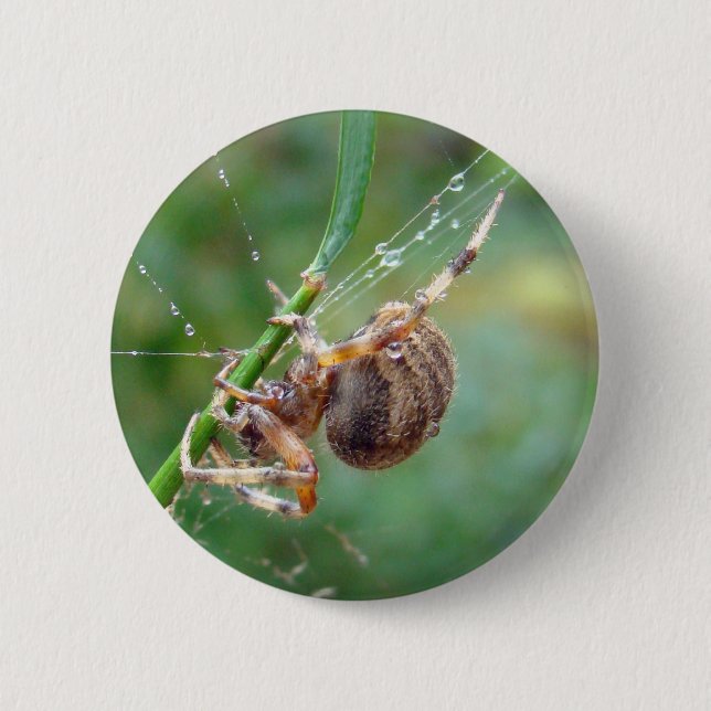 Araneus - Orb Weaver Spider 2 Inch Round Button (Front)