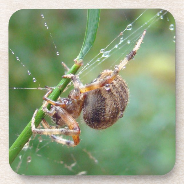 Araneus - Orb Weaver Spider Coaster (Front)