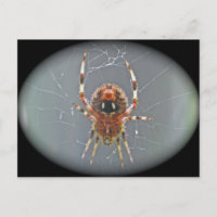 Araneus Orb Weaver Spider Postcard