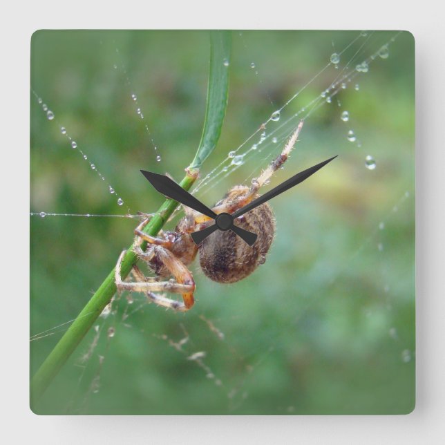 Araneus - Orb Weaver Spider Square Wall Clock (Front)