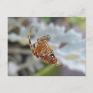Araneus Orb Web Spider in Web Postcard