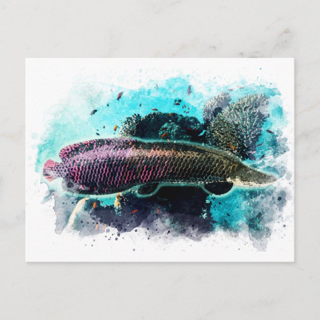 Arapaima Monster Fish Watercolor Pirarucu Paiche Postcard (Front)
