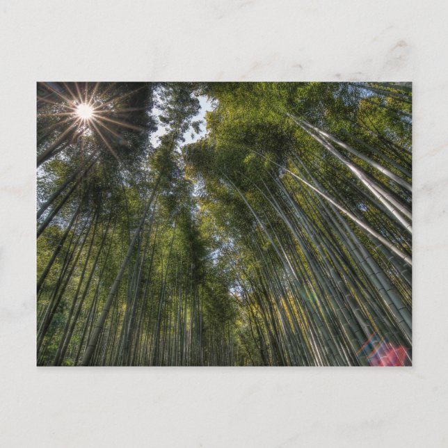 Arashiyama Bamboo Grove - Kyoto, Japan Postcard (Front)