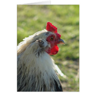 Araucana