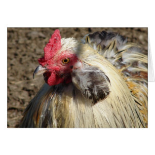 Araucana