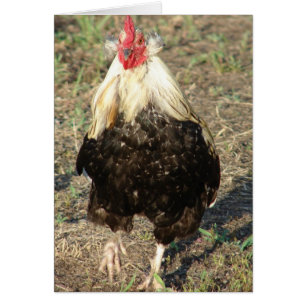 Araucana
