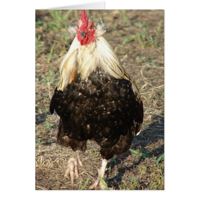 Araucana (Devant)