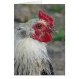 Araucana
