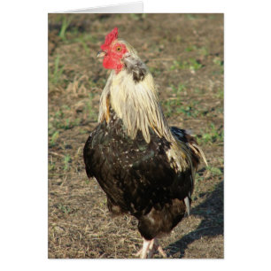 Araucana