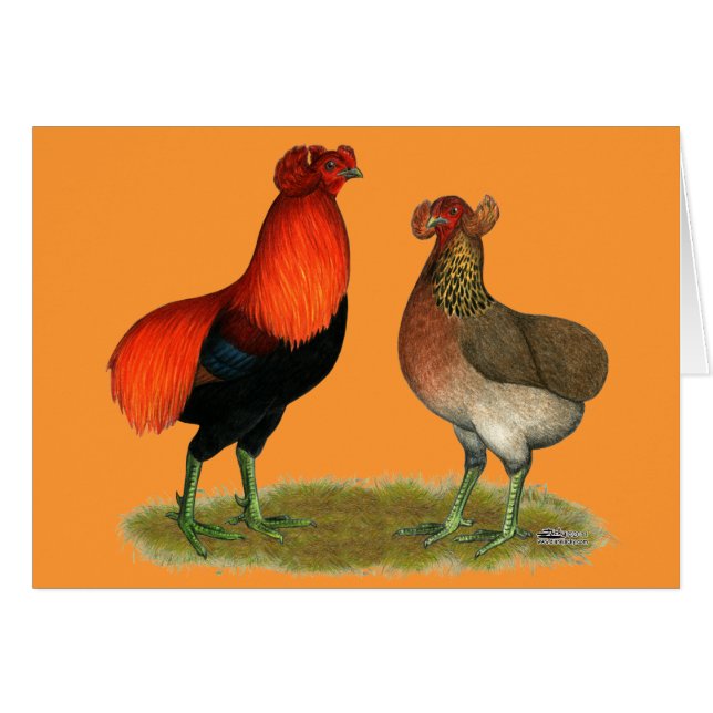Araucana Red Pair (Devant Horizontal)