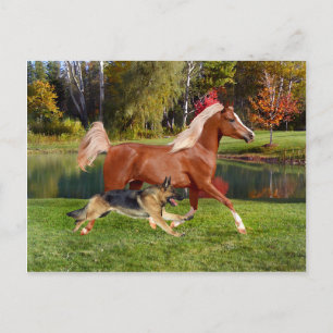 "Arbella & Butch" Postcard