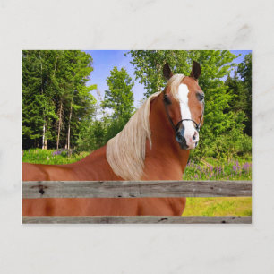 "Arbella" Postcard