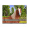"Arbella" Postcard