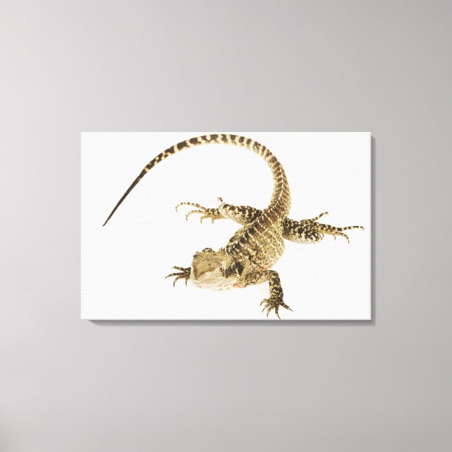 Arboreal agamid species native to Eastern 2 Canvas Print (Front)