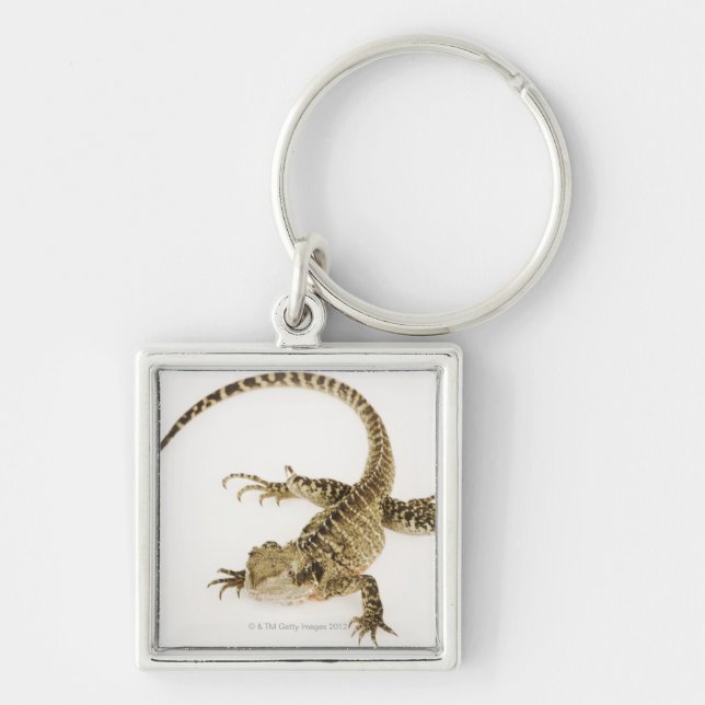 Arboreal agamid species native to Eastern 2 Keychain (Front)