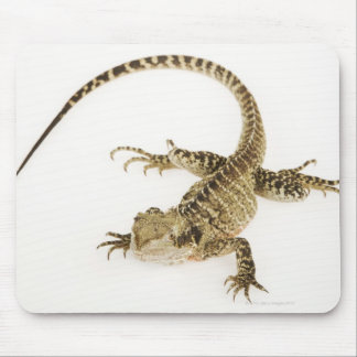 Arboreal agamid species native to Eastern 2 Mouse Pad