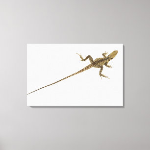 Arboreal agamid species native to Eastern Canvas Print