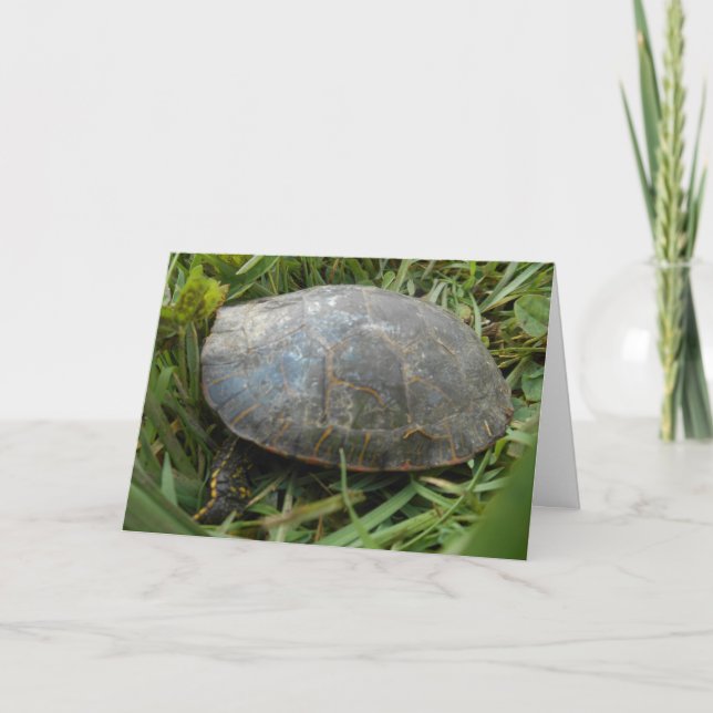 “Arboretum Painted Turtle” Birthday Card (Front)