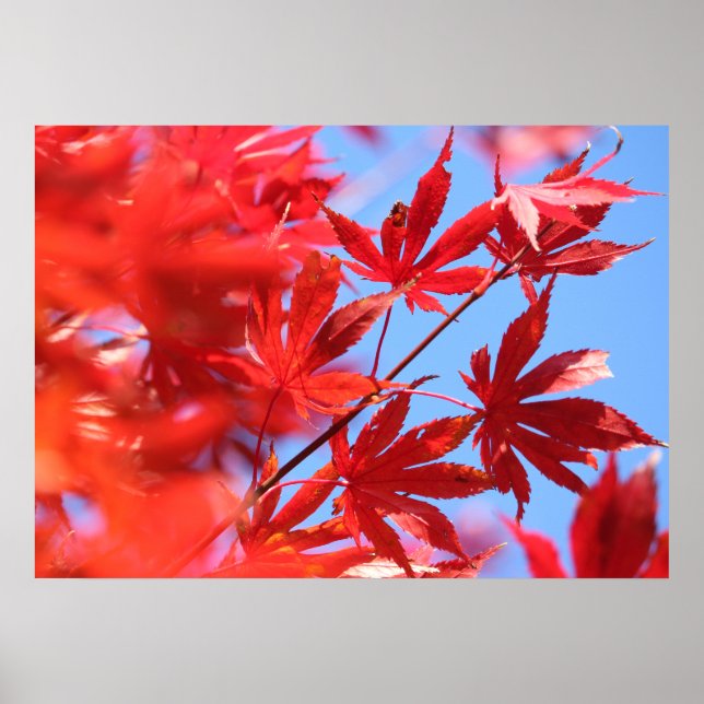 Arborist Fiery Fall Color: Red Maple Leaves Poster (Front)