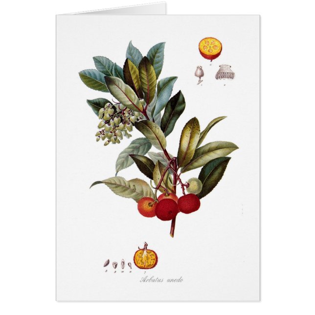 Arbousier (unedo d'Arbutus) (Devant)