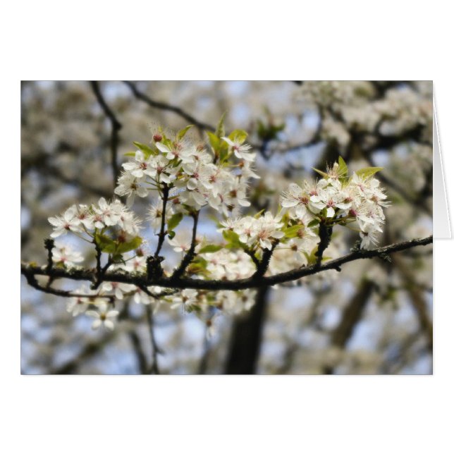 Arbre à bois de chien en fleurs (Devant horizontal)