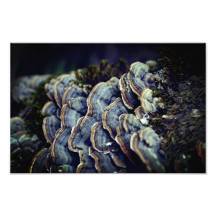 Arbre à champignons Photo Papier photo professionn