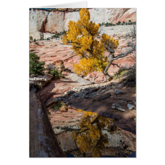 Arbre À Cotons Automnes