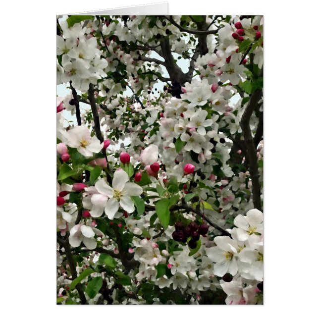Arbre Apple en fleurs (Devant)