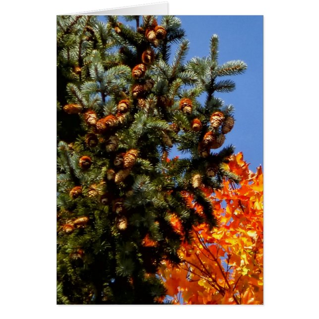 Arbre avec Pinecones (Devant)