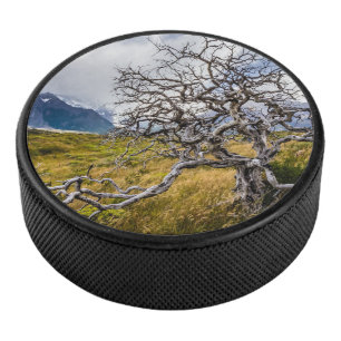 Arbre brûlé, Torres del Paine, Chili