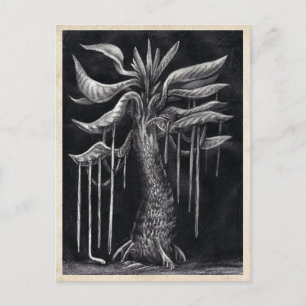 Arbre carnivore - Carte postale