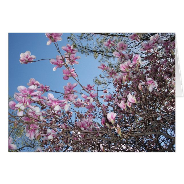 Arbre cerise en fleurs (Devant horizontal)