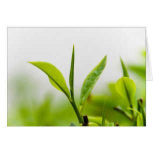 Arbre chinois de thé, "bourgeon et deux feuilles"