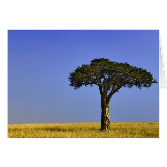 Arbre d'acacia isolé dans les plaines herbeuses, M (Devant horizontal)