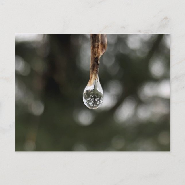 Arbre dans une carte postale de gouttelette d'eau (Devant)