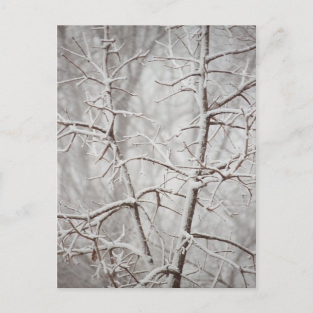 Arbre dans une carte postale tempête de neige (Devant)