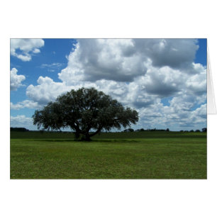 Arbre de chêne et nuages
