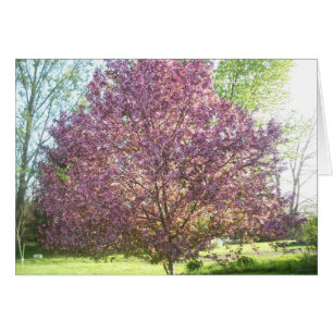 arbre de Crabe-Apple en fleur