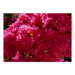 Arbre de Crape Myrtle Floral Magenta
