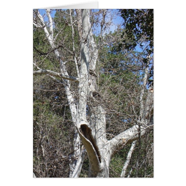 Arbre de crique de Malibu (Devant)