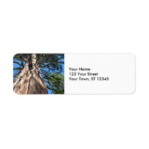 Arbre de géant de la Californie