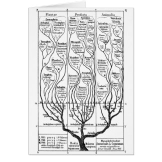 Arbre de la vie