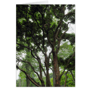 Arbre de Magnolia en été