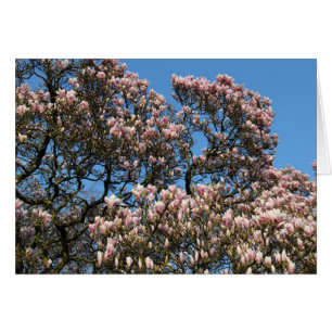 Arbre de Magnolia en fleurs