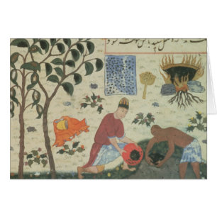 Arbre de poivre de Mme Pers 332 et poivre de