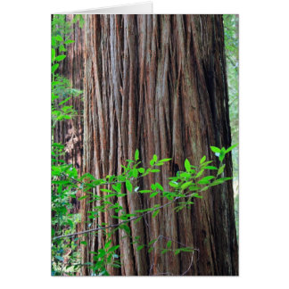 Arbre de séquoia